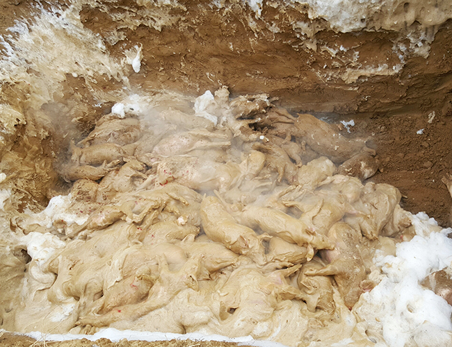 FMD(swine) euthanasia in Cheonan